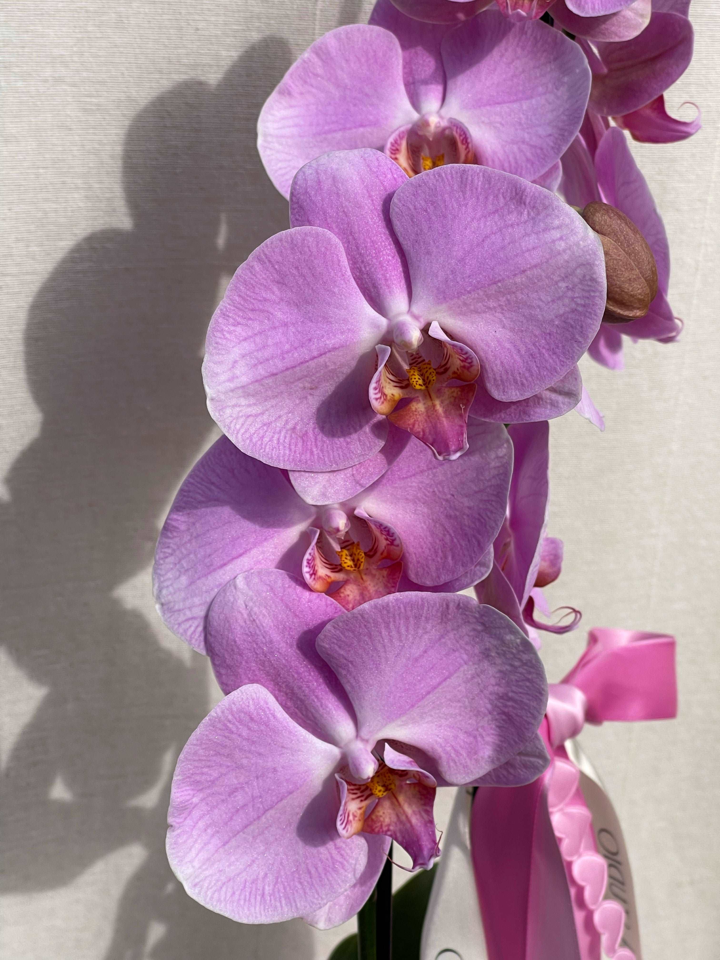 PHALAENOPSIS ORCHID - POTTED - GIA STUDIO