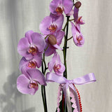 PHALAENOPSIS ORCHID - POTTED - GIA STUDIO