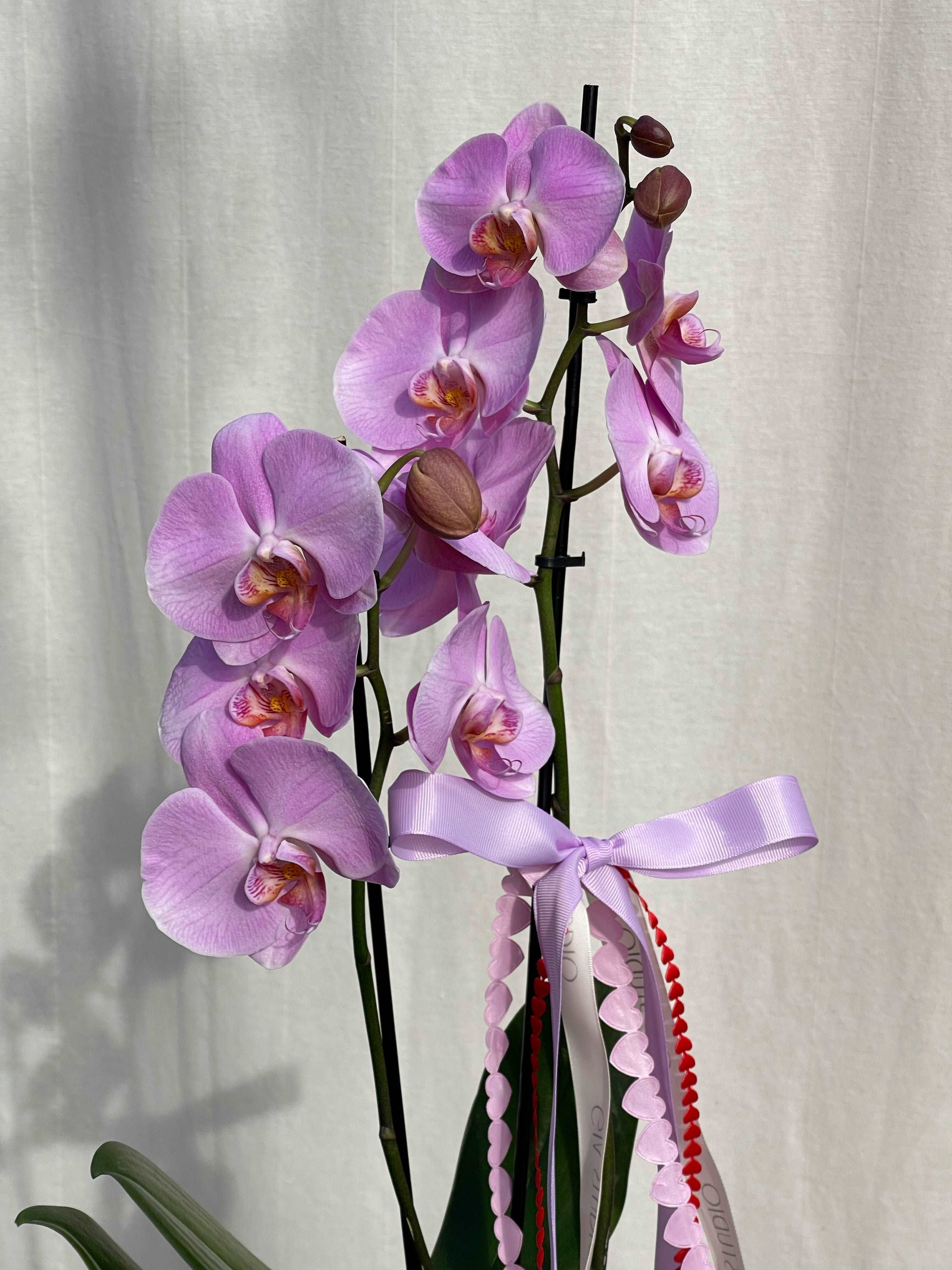 PHALAENOPSIS ORCHID - POTTED - GIA STUDIO