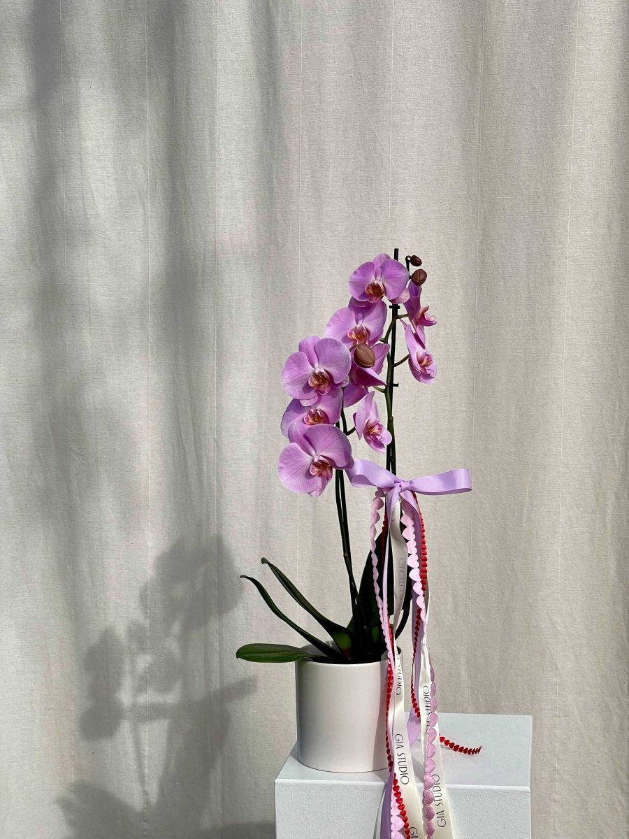 PHALAENOPSIS ORCHID - POTTED - GIA STUDIO