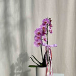 PHALAENOPSIS ORCHID - POTTED - GIA STUDIO