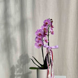 PHALAENOPSIS ORCHID - POTTED - GIA STUDIO