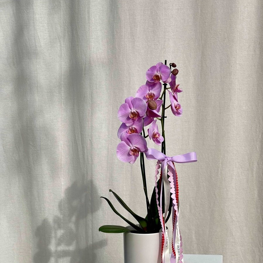 PHALAENOPSIS ORCHID - POTTED - GIA STUDIO